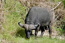 African buffalo, cape bull grazing