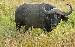 African buffalo, cape bull