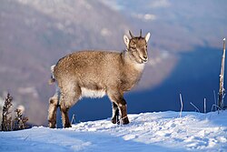 Alpine ibex (Capra ibex), wild baby creux du van giles laurent