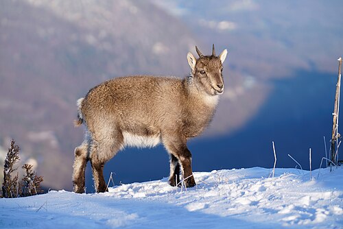 Alpine ibex, wild baby creux du van giles laurent