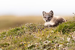 Arctic fox, juvenile