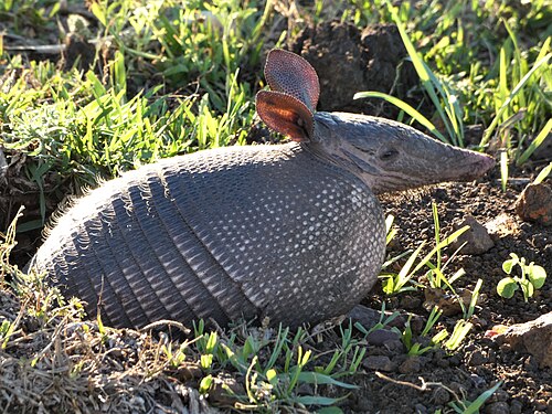 Nine-banded armadillo (Dasypus novemcinctus), tatu en su cueva uruguay