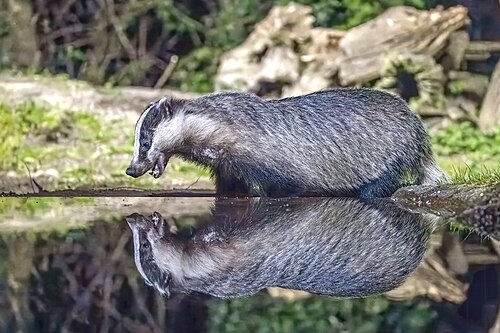 European badger (Meles meles), taxus drenthe