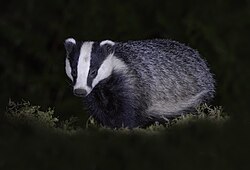 European badger, scotland