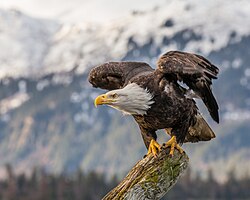 Bald eagle, about to fly alaska