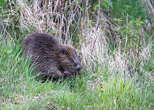 Eurasian beaver (Castor fiber), bever