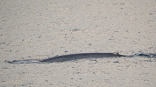 Blue whale, isfjord svalbard