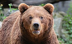Brown bear, ours brun