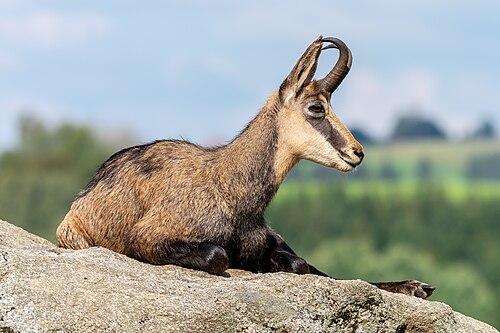 Chamois (Rupicapra rupicapra), altenfelden
