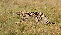 Cheetah, female after chase