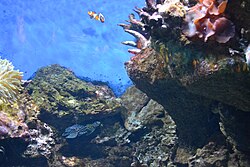 Clownfish, calloplesiops altivelis aquarium de barcelona