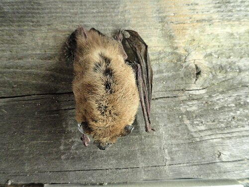 Common pipistrelle bat (Pipistrellus pipistrellus), finnish museum natural history dsc04573