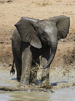 African elephant