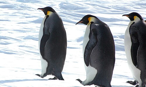 Emperor penguin, snow hill island luyten de hauwere