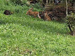 Eurasian lynx, wildpark bad mergentheim