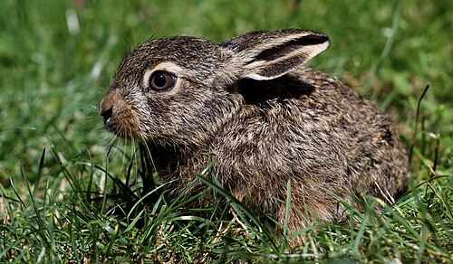 European brown hare (Lepus europaeus), zaj c szarak