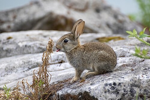European rabbit (Oryctolagus cuniculus), kitten