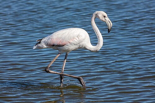 Greater flamingo (Phoenicopterus roseus), flamenco común walvis bay namibia dd