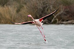 Greater flamingo, taking off camargue giles laurent