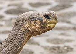 Galápagos tortoise (Chelonoidis niger), giant head profile hoodensis