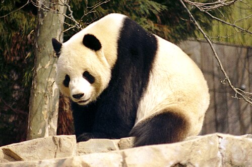 Giant panda (Ailuropoda melanoleuca)