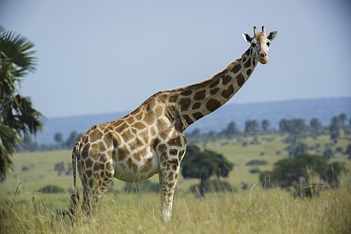 Giraffe (Giraffa camelopardalis), rothschild s rothschildi murchison falls national park