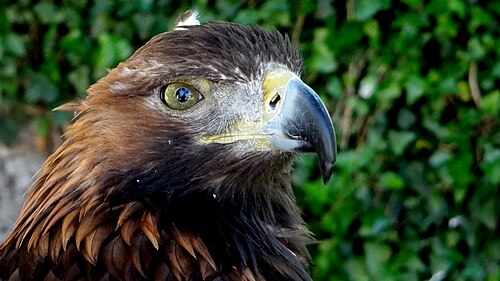 Golden eagle, aigle royal château de beaucens