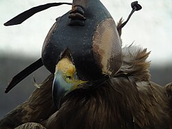 Golden eagle, betanzos