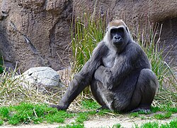 Gorilla, los angeles zoo