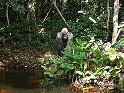 Gorilla