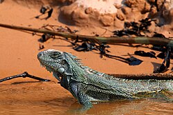 Green iguana