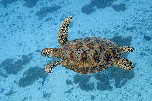 Green sea turtle (Chelonia mydas), moorea