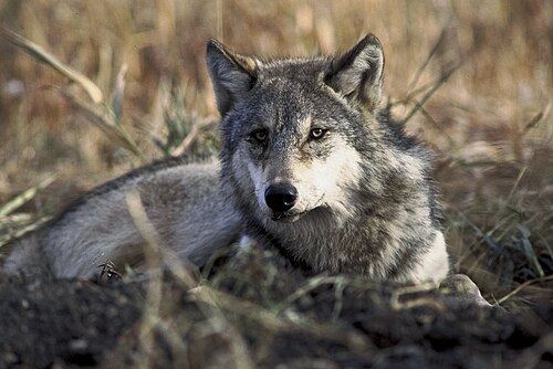 Grey wolf (Canis lupus), laying grass