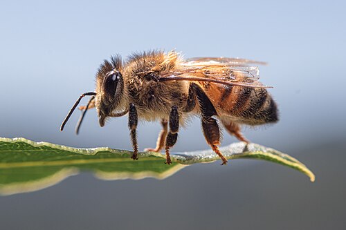 Western honey bee (Apis mellifera), su foglia di alloro