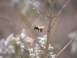 Western honey bee, anza borrego desert