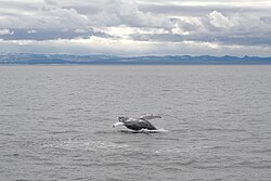 Humpback whale, faxaflói bay iceland