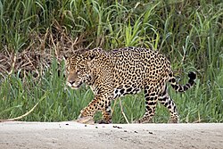 Jaguar, palustris male three brothers river