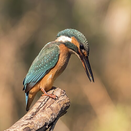 Common kingfisher (Alcedo atthis), ispida female