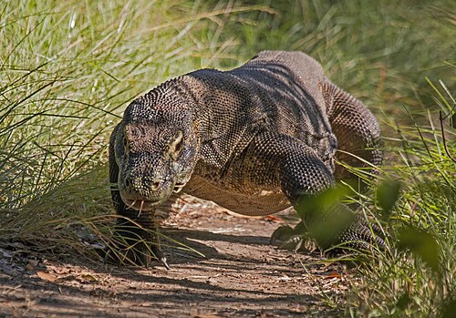 Komodo dragon