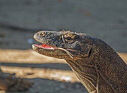 Komodo dragon