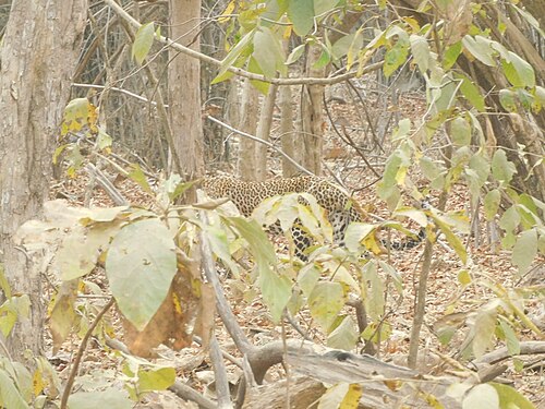 Leopard, raju kasambe dscn1658
