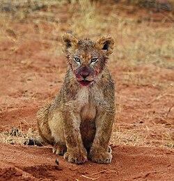 Lion, kalahari male cub months