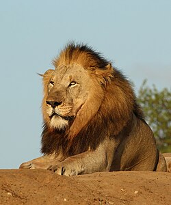Lion, male 6y