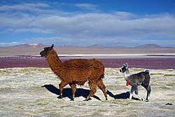 Llama, laguna colorada
