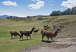 Llama, cochasquí site