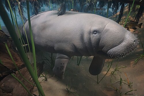 Manatee, milwaukee public museum april southeast blue springs florida