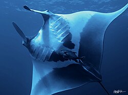 Giant oceanic manta ray