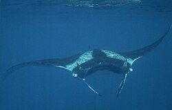 Giant oceanic manta ray