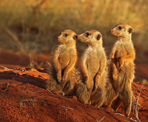 Meerkat (Suricata suricatta), tswalu