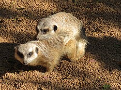 Meerkat, mating perth zoo september